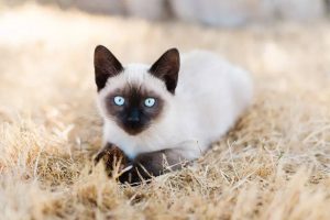 Tuổi Thọ Của Mèo - 10 Giống Mèo Sống Lâu & Có Tuổi Thọ Ổn Định Nhất