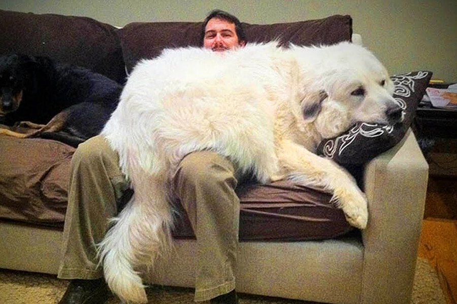 Tuổi chó so với người đối với con chó cỡ khổng lồ