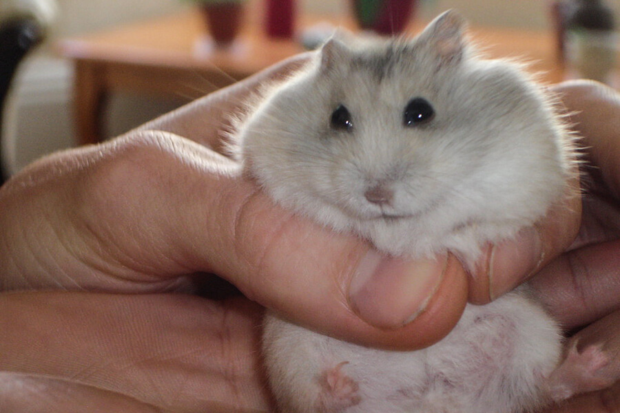 Tuổi đời Hamster Winter White