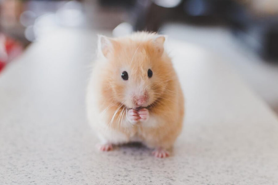 Tuổi thọ chuột hamster