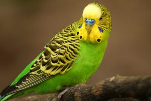 Vẻ đẹp loài chim yến phượng cảnh - Vẹt Hồng Kông