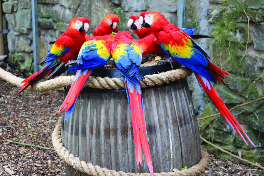 Vệ sinh cho vẹt Nam Mỹ Macaw