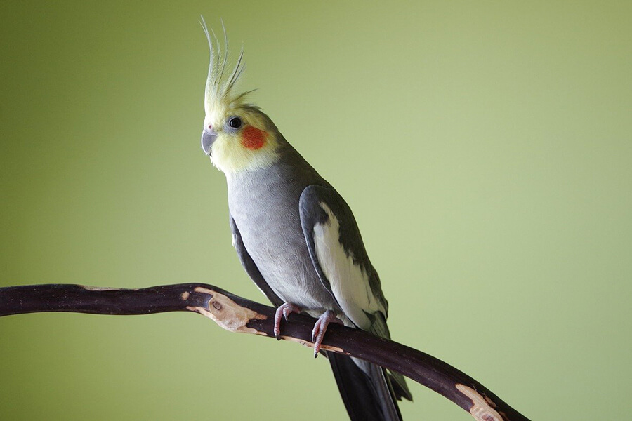  Vẹt Cockatiel là chim gì?