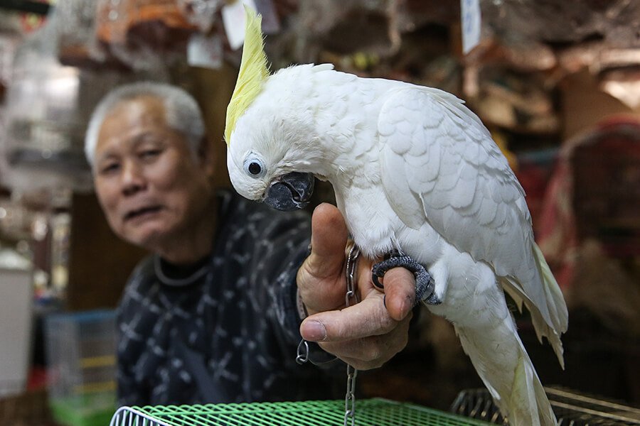 Vẹt Cockatoo có sống chung với thú cưng khác