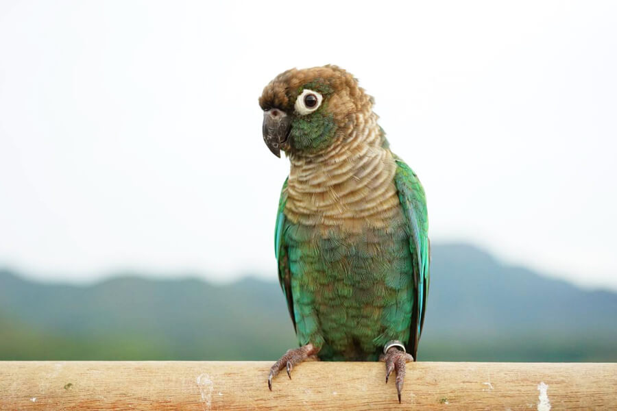 Vẹt Green Cheek là chim gì, ăn gì, giá bao nhiêu, mua ở đâu?