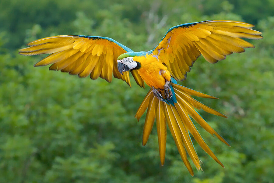 Vẹt Blue and Gold Macaws – Vườn chim việt