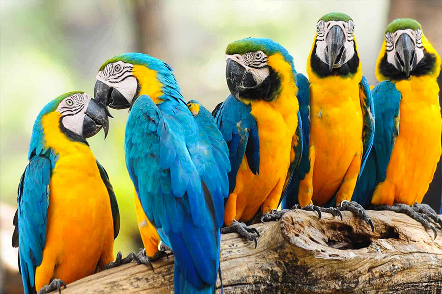 Vẹt Macaw Nam Mỹ có giá bao nhiêu