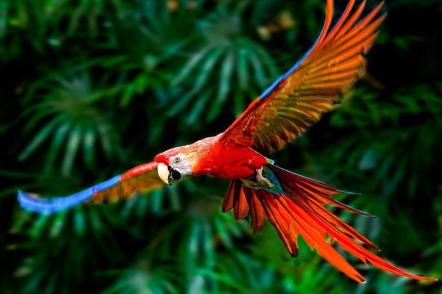 5 đặc tính nổi bật của vẹt Macaw và những lưu ý khi nuôi vẹt - Pet Me Shop