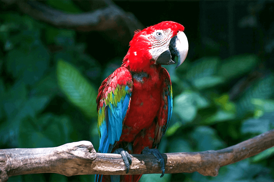 Vẹt Macaw làm thú cưng