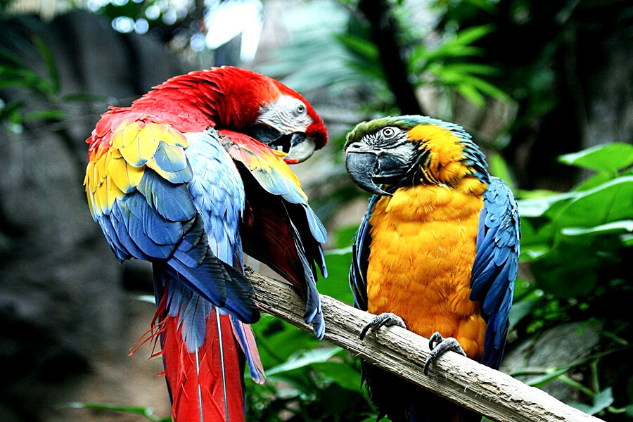 Vẹt Macaw sinh sản