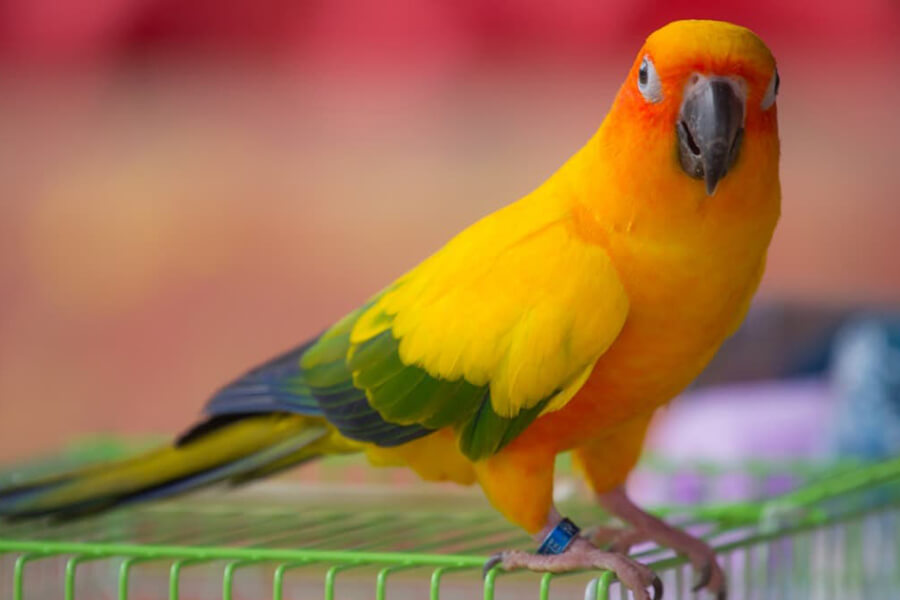 Sun Conure Parakeet (Mặt Trời) (1 Tuổi) - Pet Me Shop