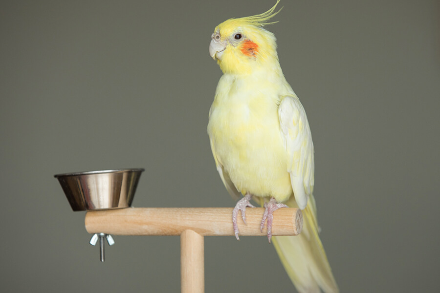 Vẹt Cockatiel là chim gì, ăn gì, giá bao nhiêu? cách chăm sóc thế nào ?