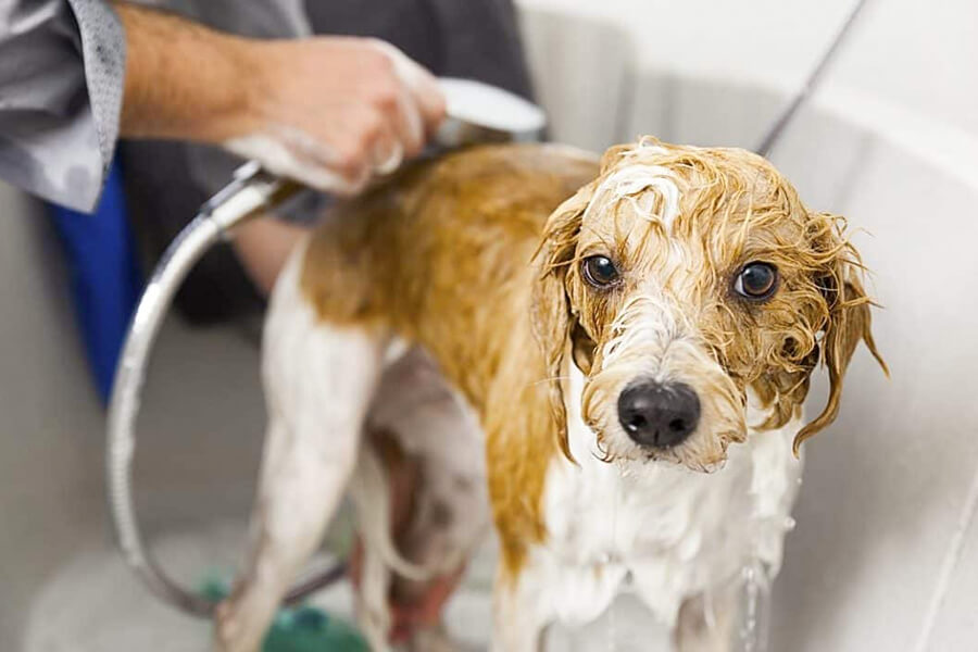 Vì sao nên tắm cho chó