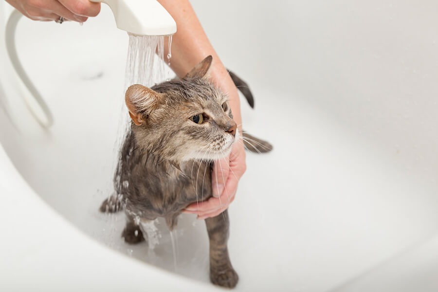 hướng dẫn tắm cho mèo