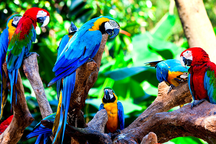 ngoại hình và màu sắc của vẹt Macaw