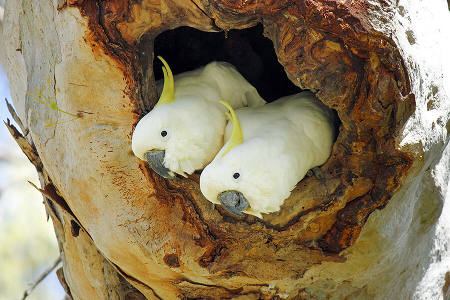 sinh sản của vẹt Cockatoo trên cây
