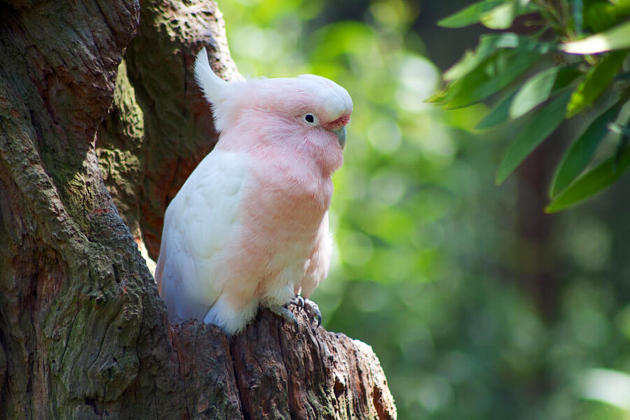 vẹt cockatoo là loài chim thông minh