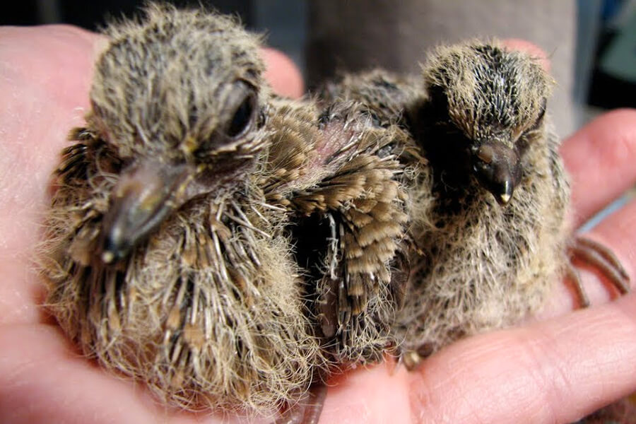 Cóng đựng thức ăn cho chim cu gáy - Mây tre đan truyền thống | Facebook
