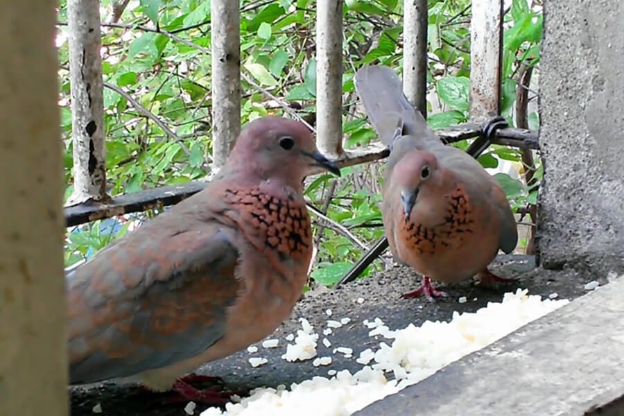 Thức ăn cho chim cu gáy khi sinh sản