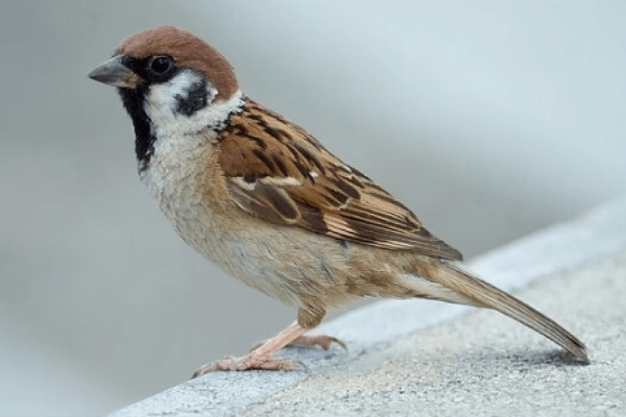 Chim sẻ ăn gì - review các loại thức ăn cho chim sẻ