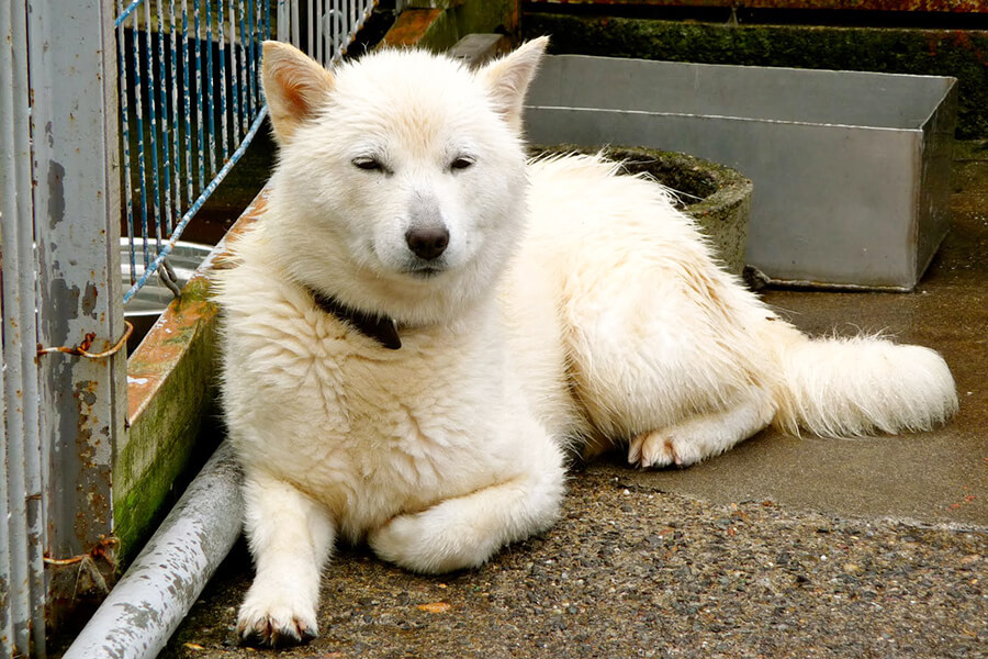 Chó Hokkaido Ainu Nhật (6)