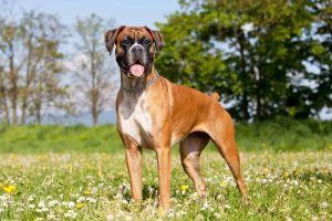Chó Võ Sĩ Boxer | Đặc Điểm Nổi Bật, Cách Nuôi & Chăm Sóc