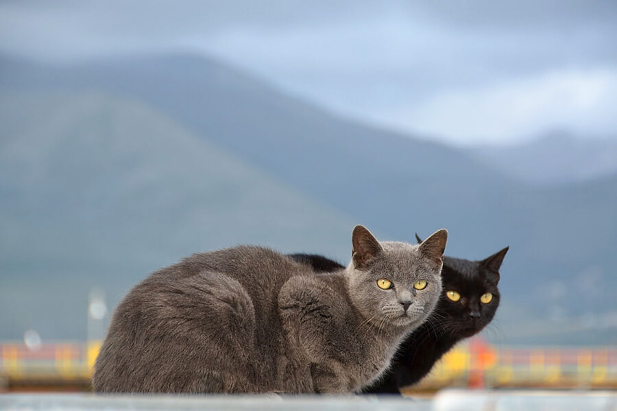 Mèo bombay màu lông phổ biến là màu đen và xám