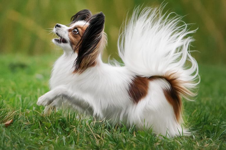 Thư Viện Thú Cưng - Thế Giới Vật Nuôi Cảnh | Cẩm Nang Chăm Sóc Pet