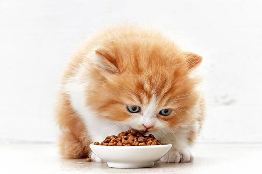 Đâu là cách thức ăn hạt tốt nhất dành cho mèo