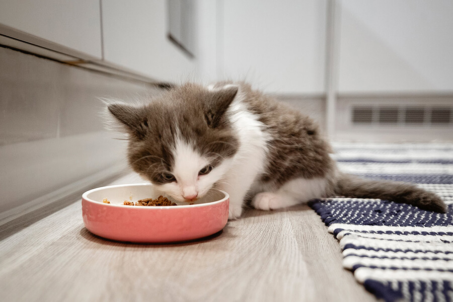Hướng dẫn cho mèo ăn thức ăn hạt