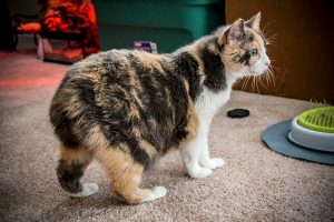 Mèo Manx Đặc Điểm Nổi Bật & Những Sự Thật Thú Vị Về Mèo Manx