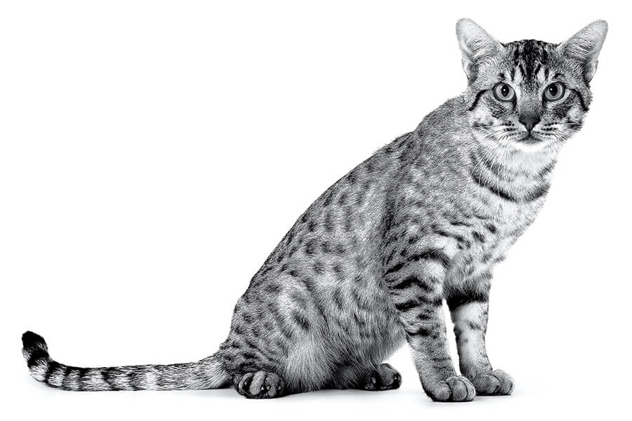 Mèo Ocicat Đặc Điểm Nổi Bật & Những Sự Thật Thú Vị Về Mèo Ocicat