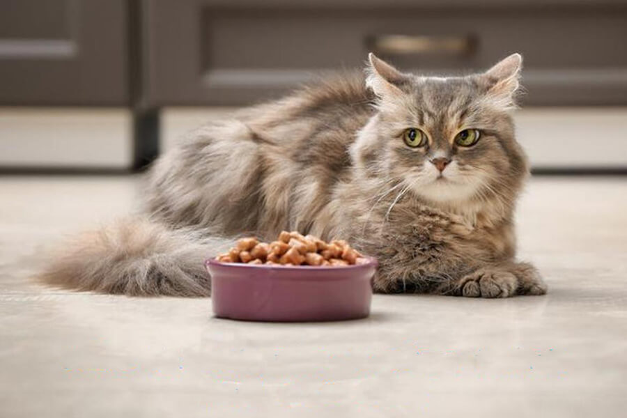 Review Thức Ăn Cho Mèo Top 10+ Các Loại Thức Ăn Hạt Cho Mèo Tốt Nhất & Cách Cho Mèo Ăn