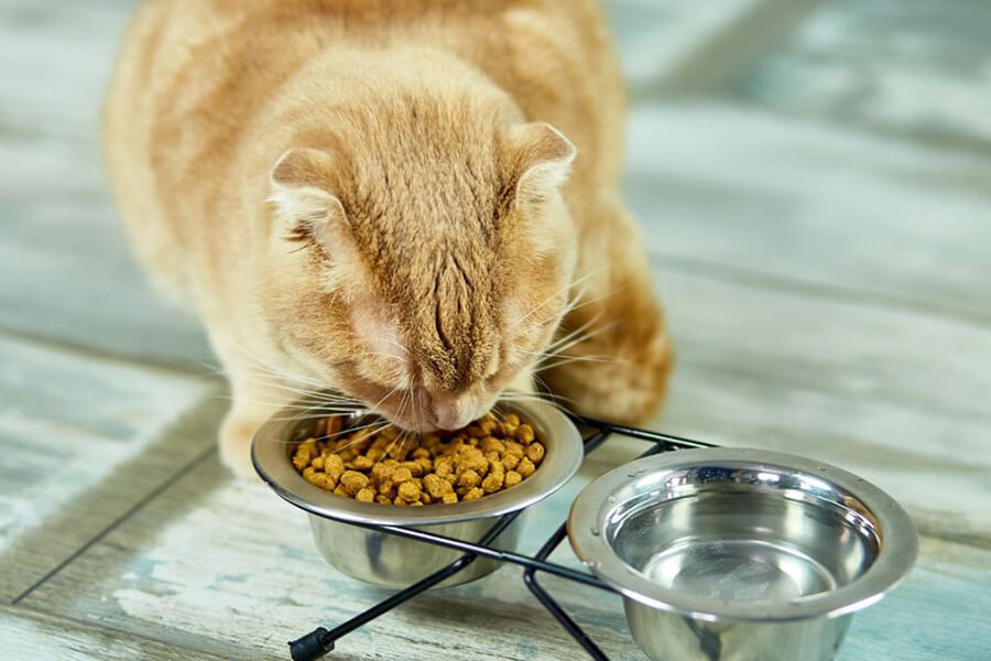 Thức ăn hạt có tốt cho mèo không