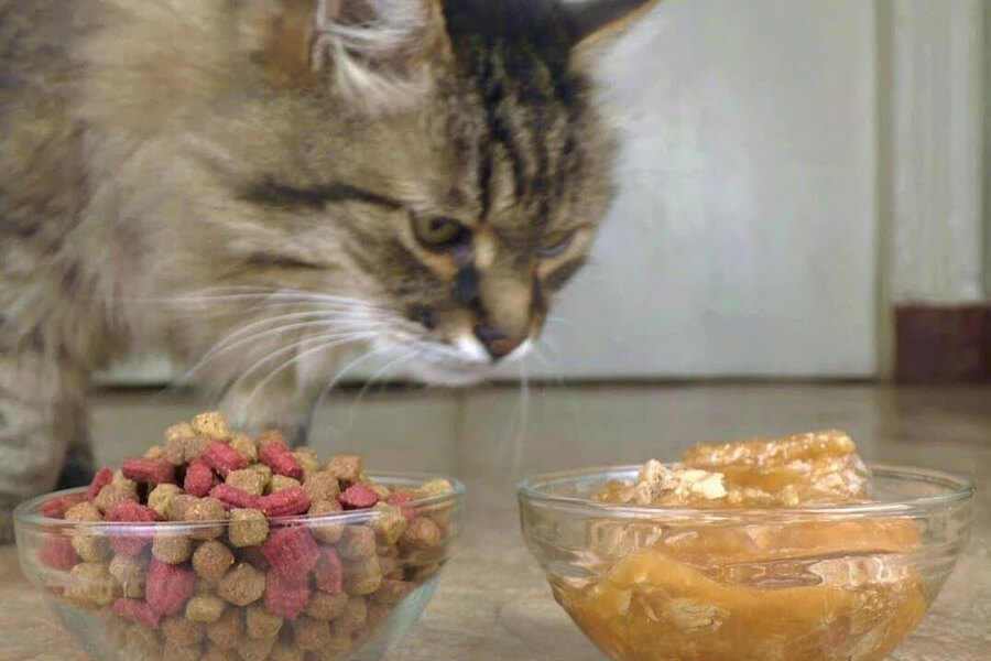 Thức ăn hạt dạng khô hay dạng ướt là phù hợp với mèo