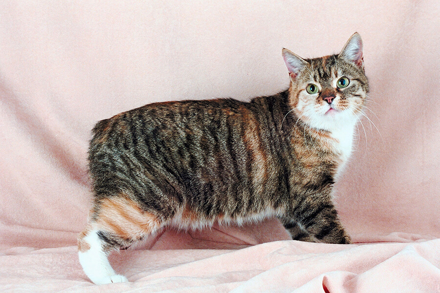 Mèo Manx | Đặc Điểm Nổi Bật & Những Sự Thật Thú Vị Về Mèo Manx - Thư Viện Thú Cưng