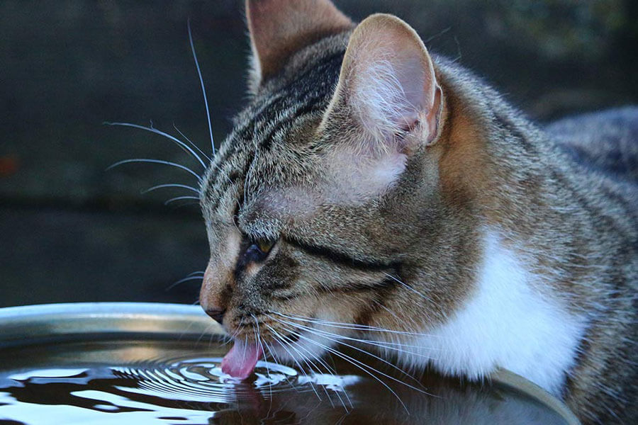 Bổ sung nước cho mèo
