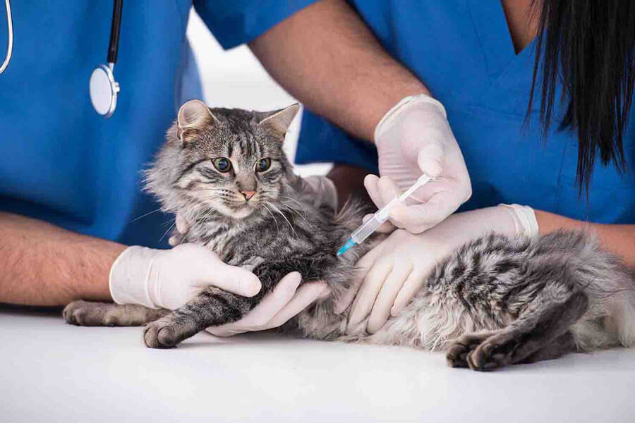 Chẩn đoán bệnh Parvo mèo