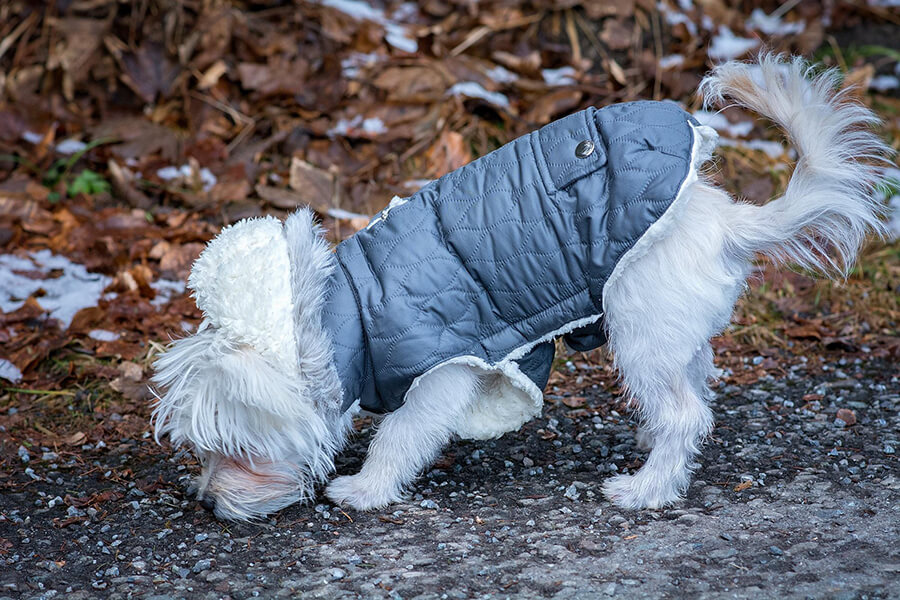 Quần áo cho chó vào mùa đông